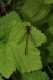 Dragonflies and Damselflies: Large Red Damselfly (Pyrrhosoma nymphula)